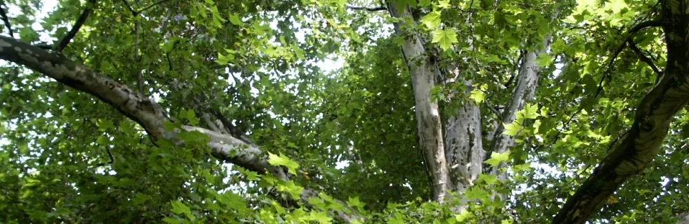 Platanus banner 02